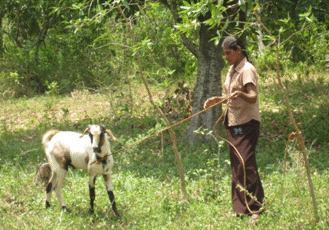 Private initiative brings prosperity to rural poor